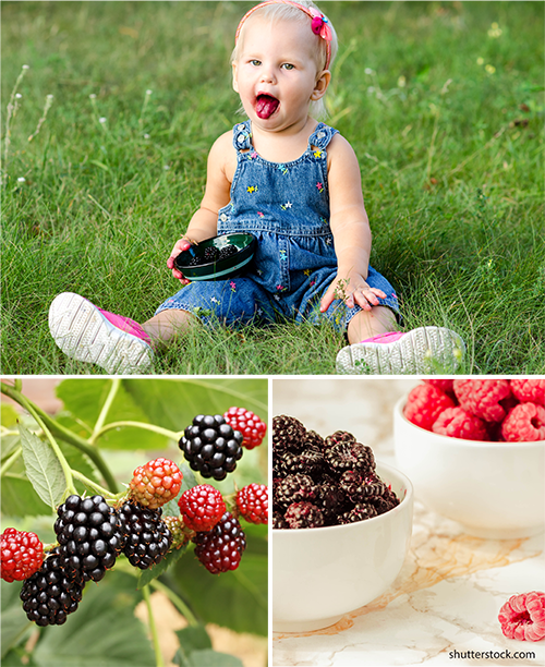 toddler girl with blond hair and denim overalls sitting in grass eating berries, tongue sticking out