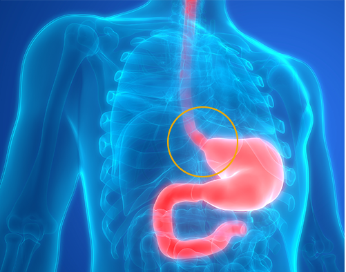 stock image stylized blue X-ray of adult torso with digestive system colored in red